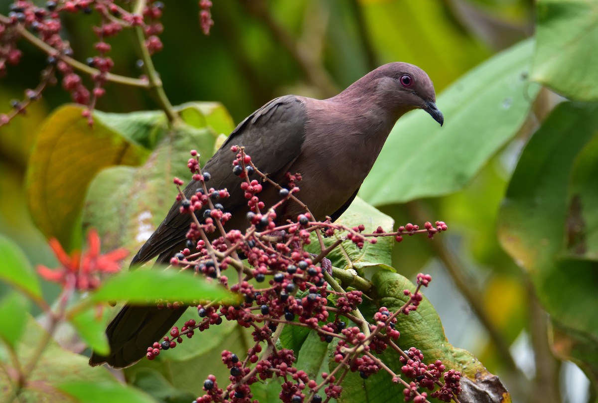 Short-billed Pigeon - ML620430979