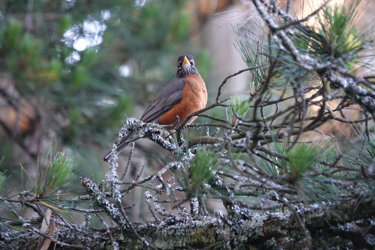 American Robin - ML620430982