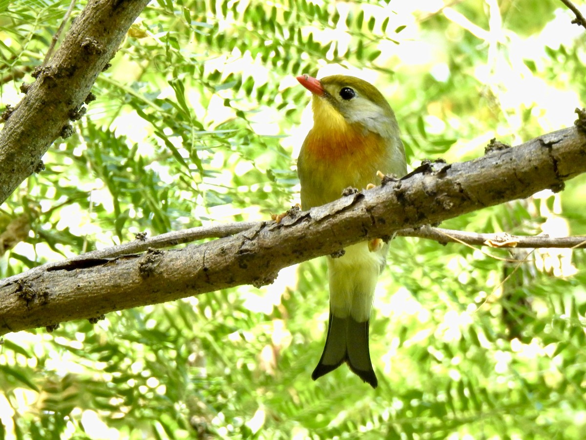 Red-billed Leiothrix - ML620430983