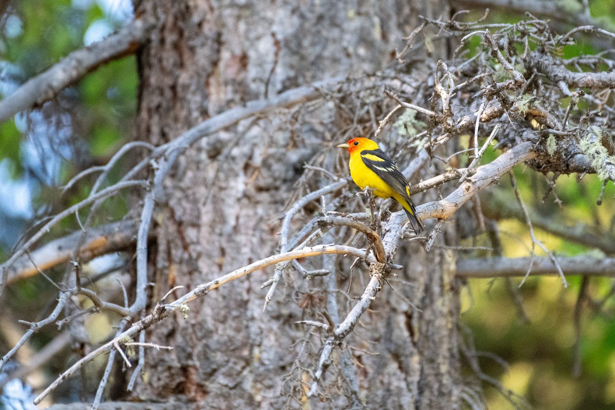 Western Tanager - ML620430984