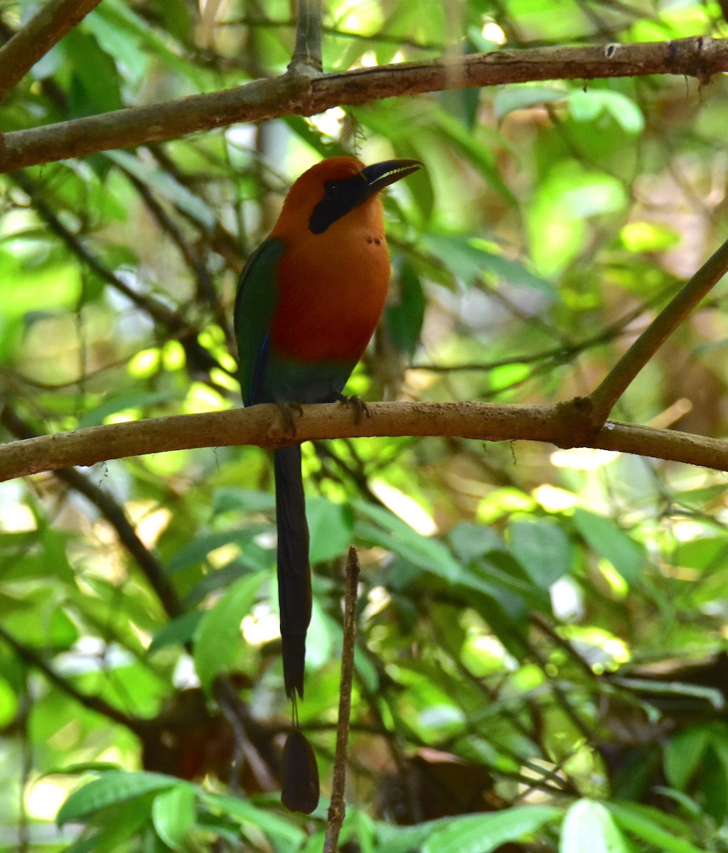 Rufous Motmot - ML620430985