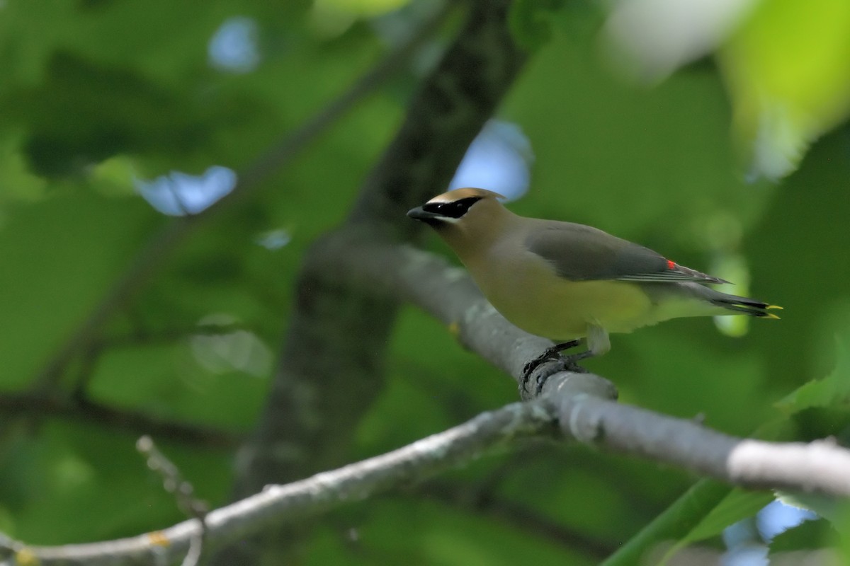 Cedar Waxwing - ML620430987