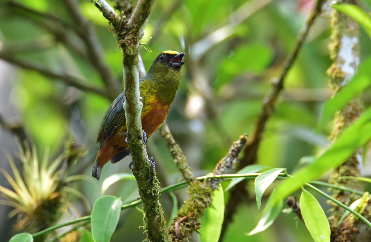 Olive-backed Euphonia - ML620430988