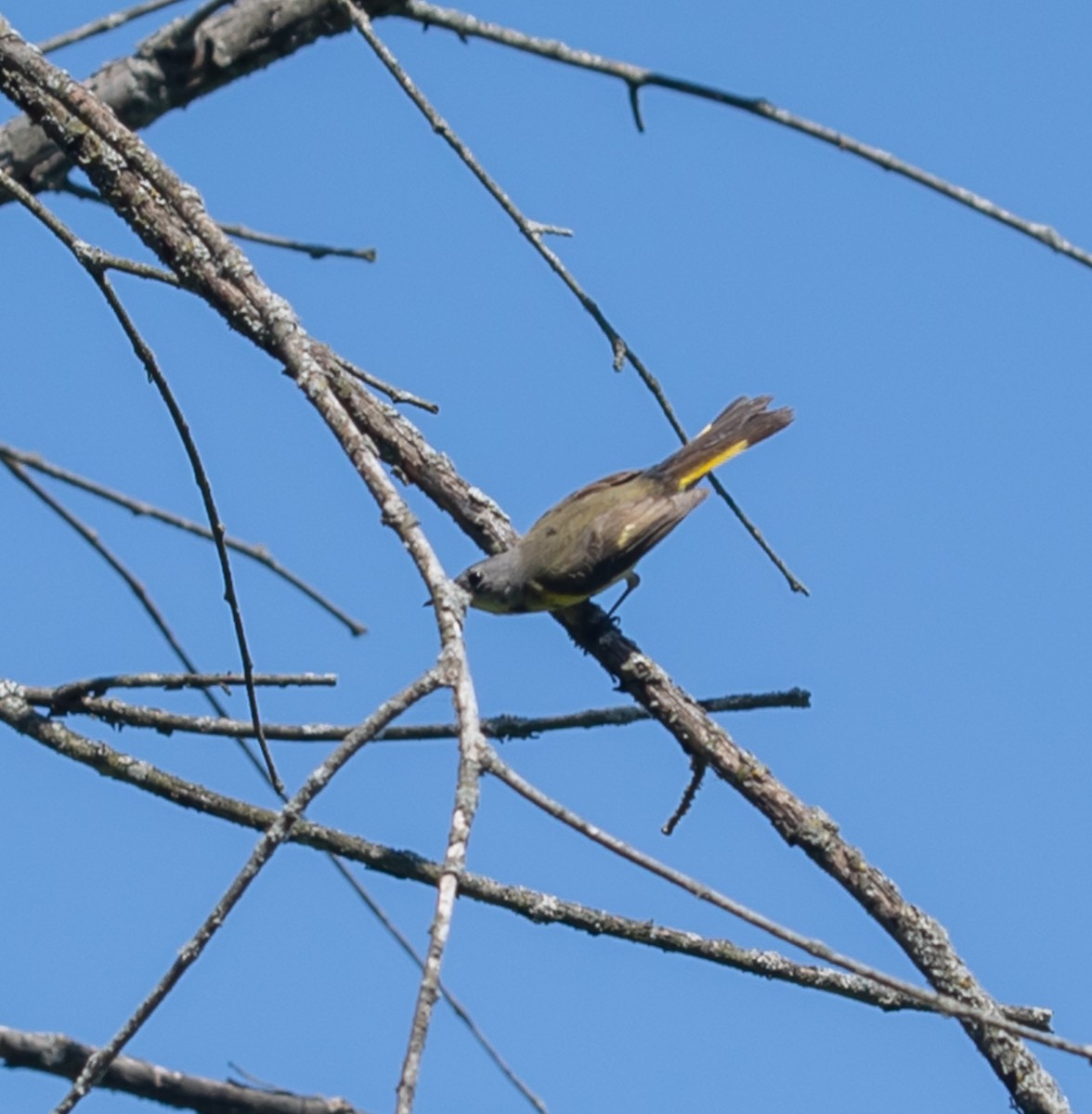 American Redstart - ML620430989