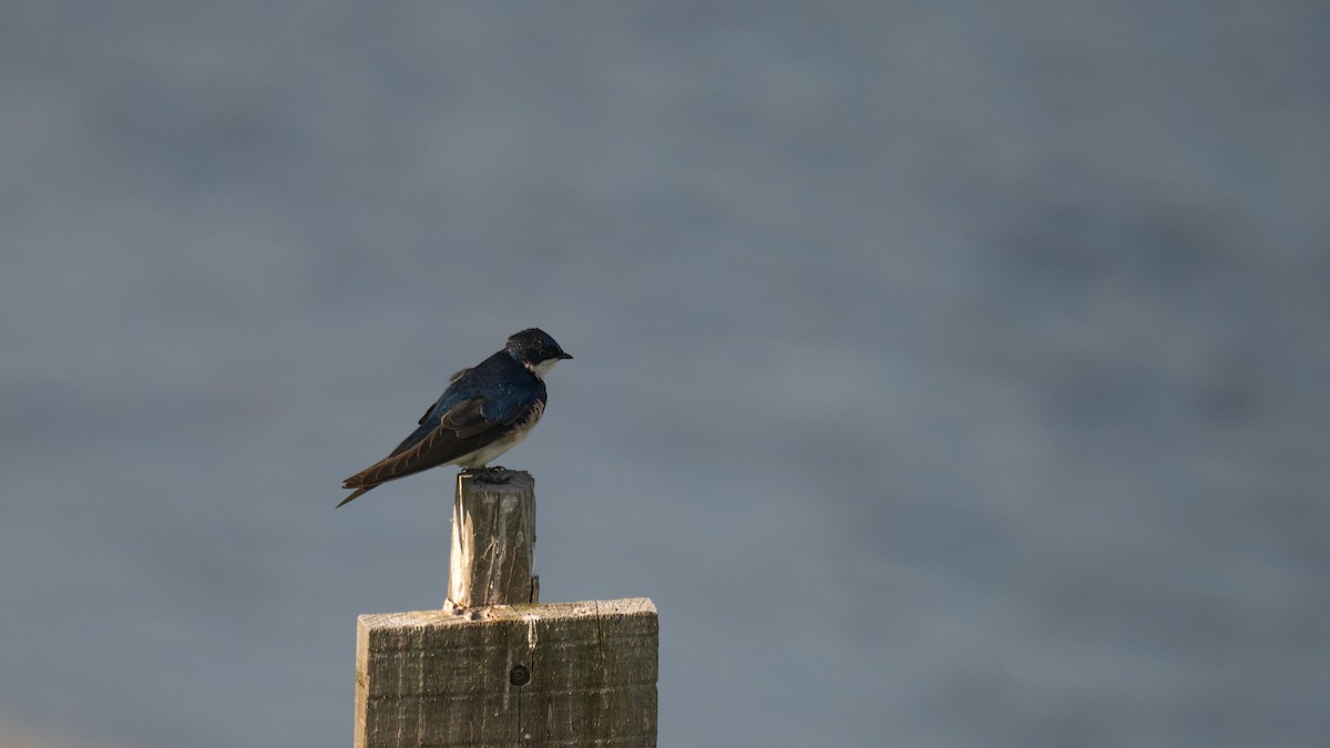 Tree Swallow - ML620430999