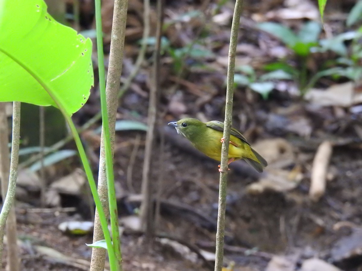 White-collared Manakin - ML620431000