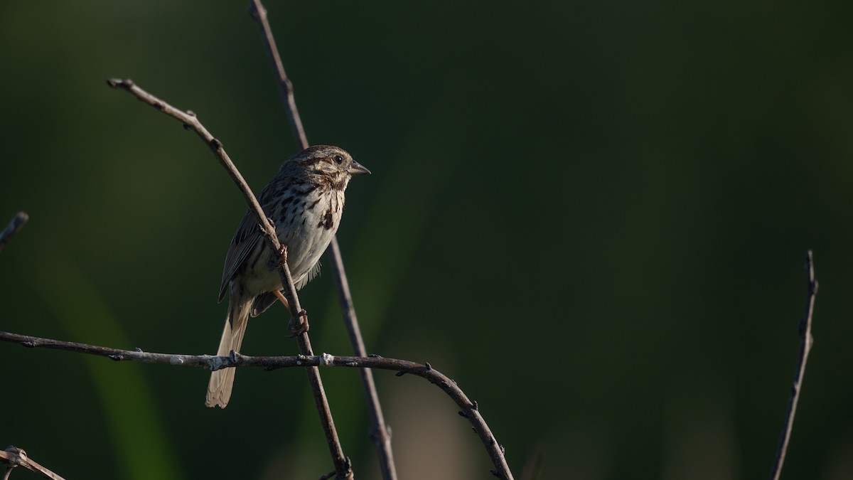 Song Sparrow - ML620431001