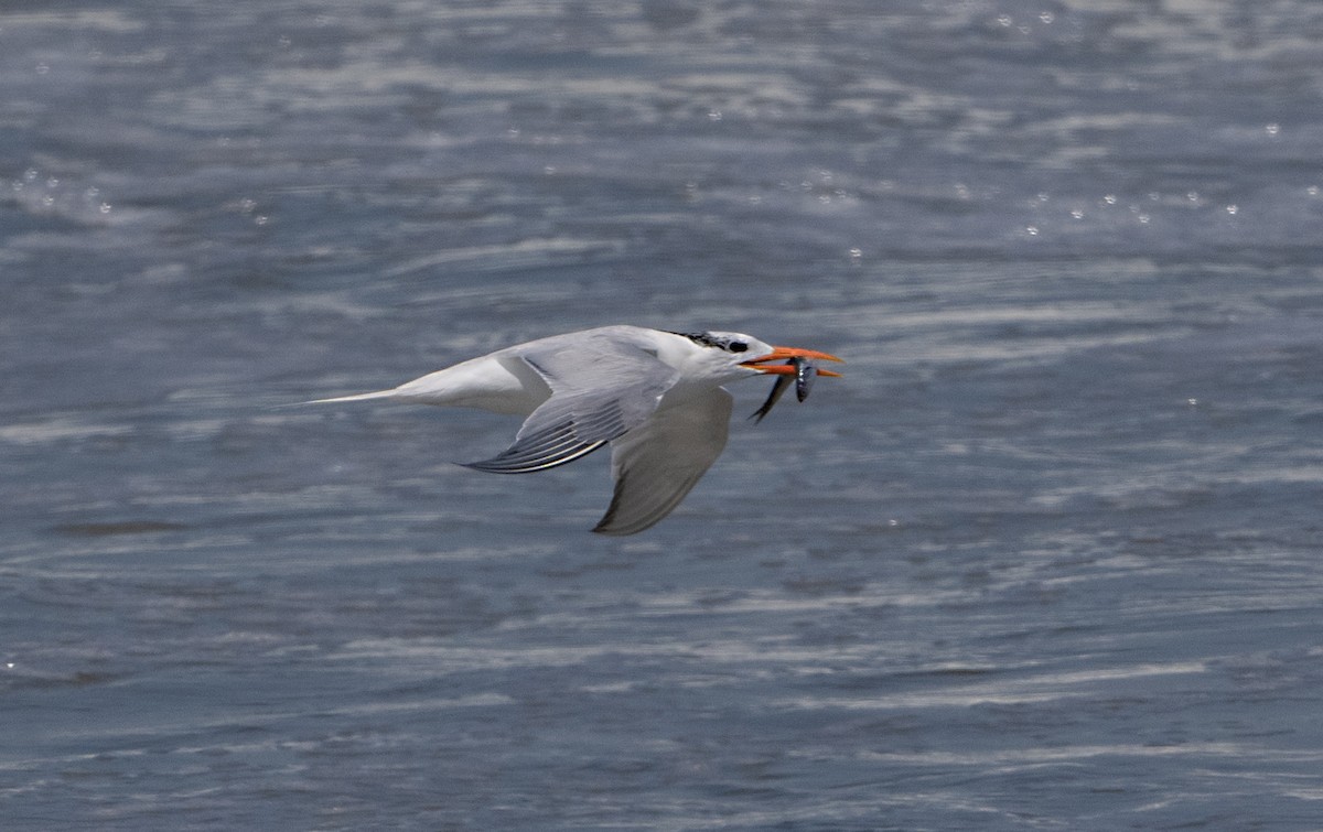 Royal Tern - ML620431002