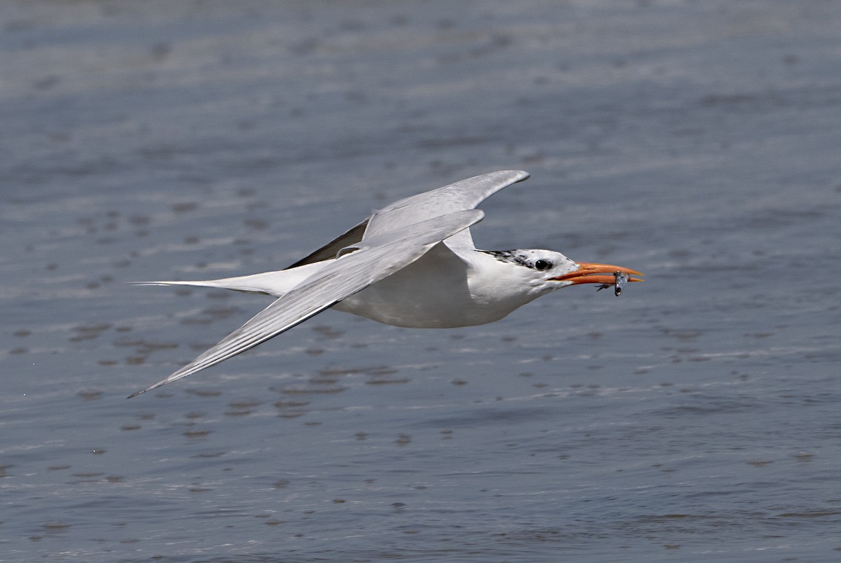 Royal Tern - ML620431003