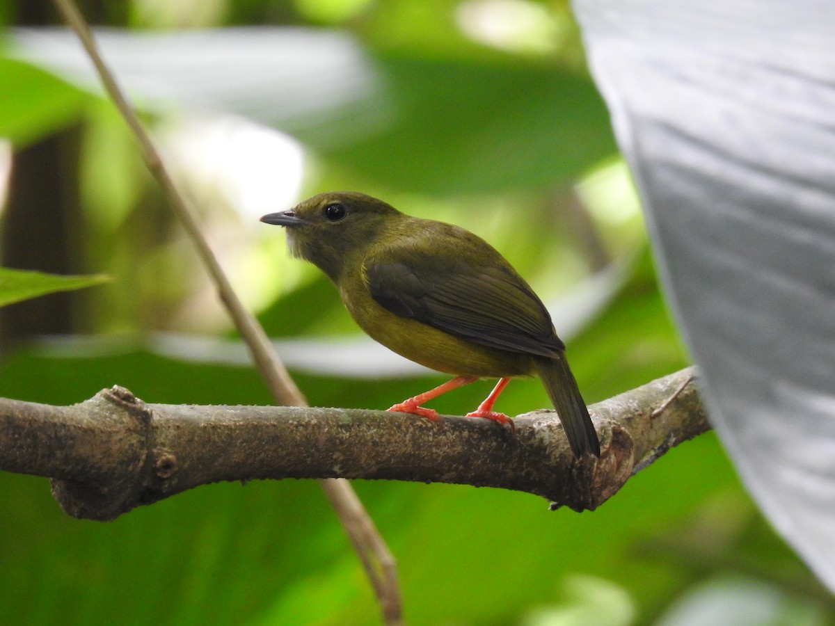 White-collared Manakin - ML620431005