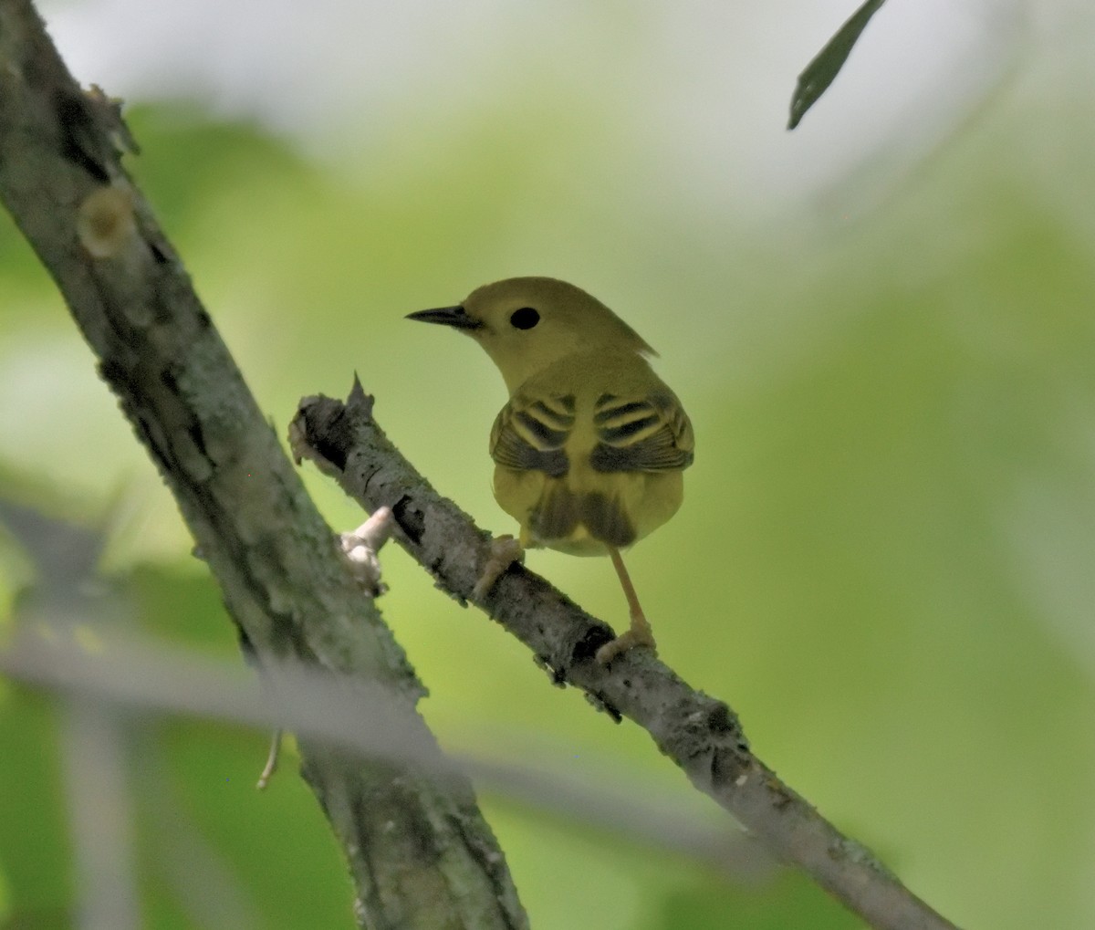 Yellow Warbler - ML620431006