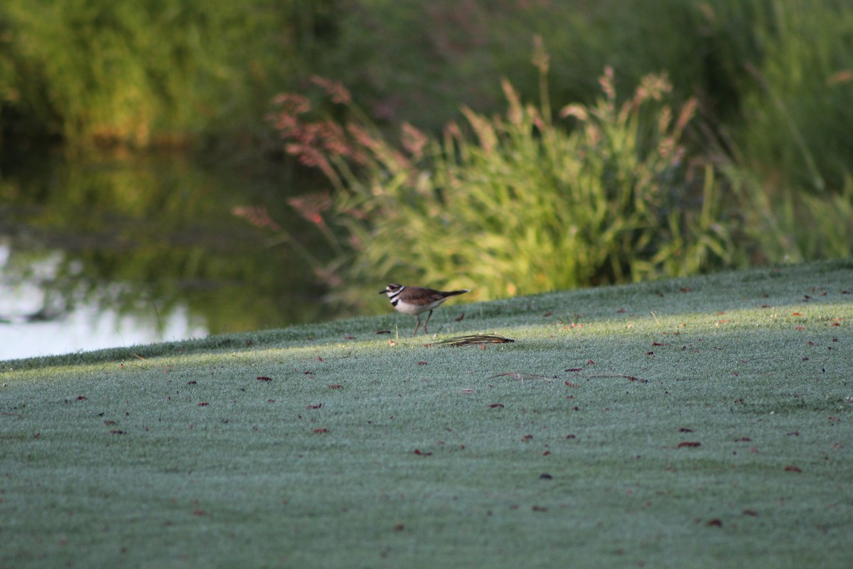 Killdeer - ML620431010