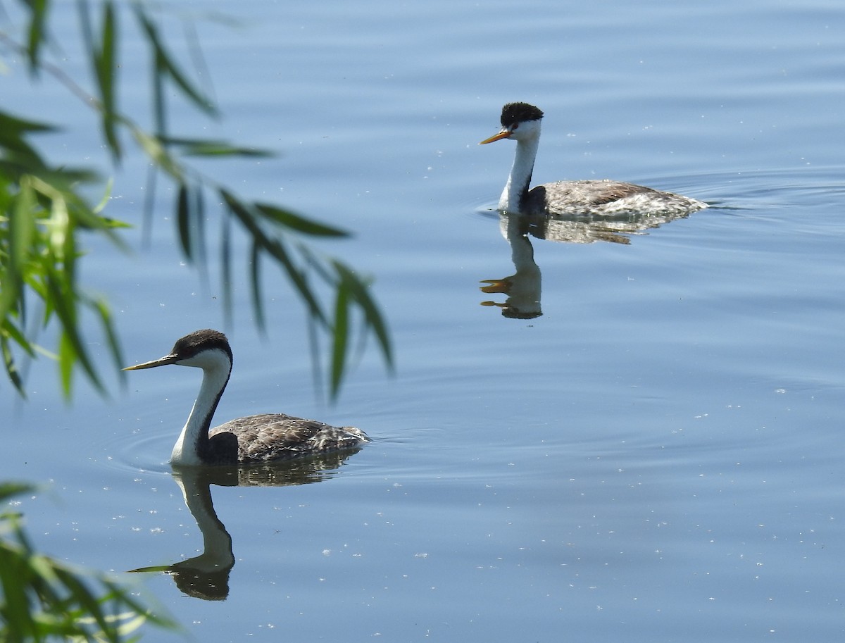 Clark's Grebe - ML620431015