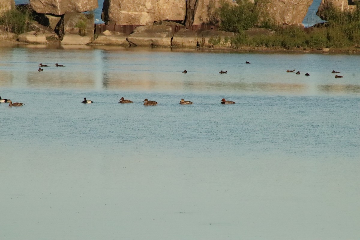 Ruddy Duck - ML620431019