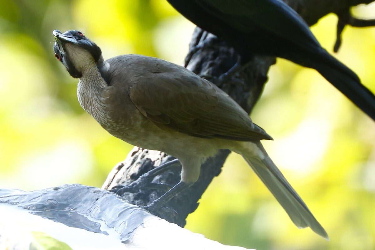Helmeted Friarbird (Hornbill) - ML620431023
