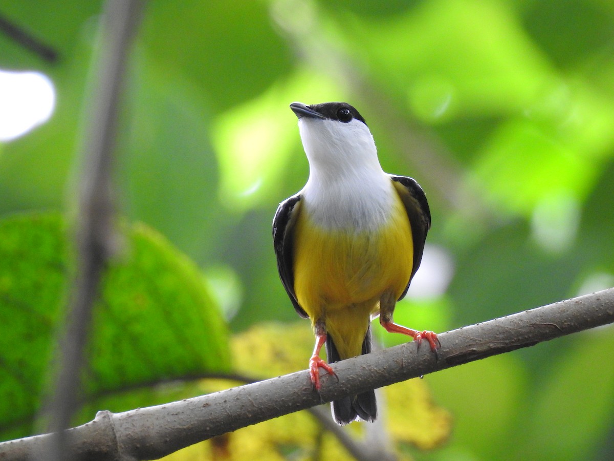 White-collared Manakin - ML620431029