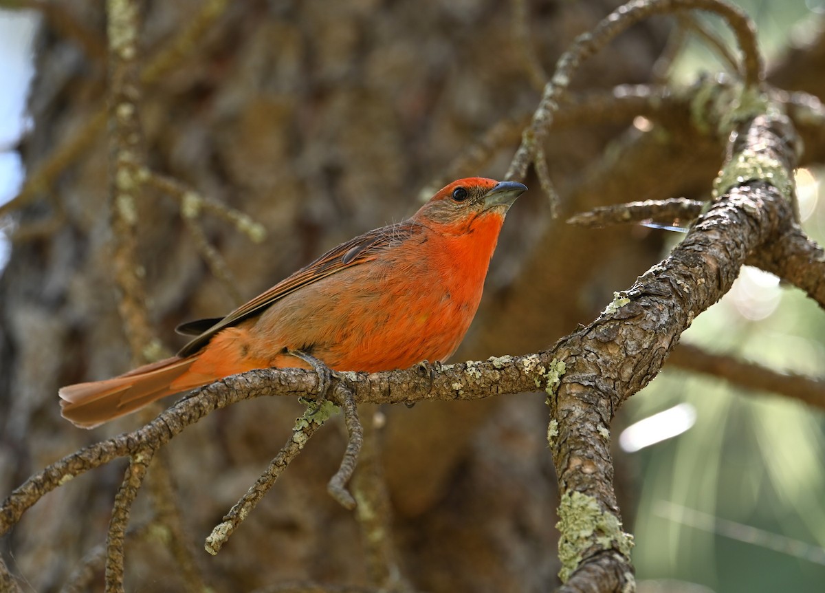 Hepatic Tanager (Northern) - ML620431030