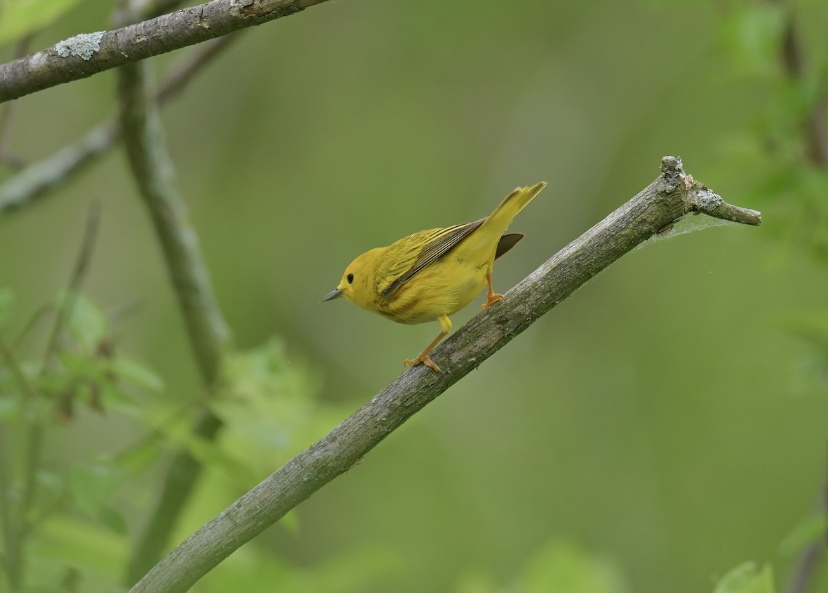 Yellow Warbler - ML620431032