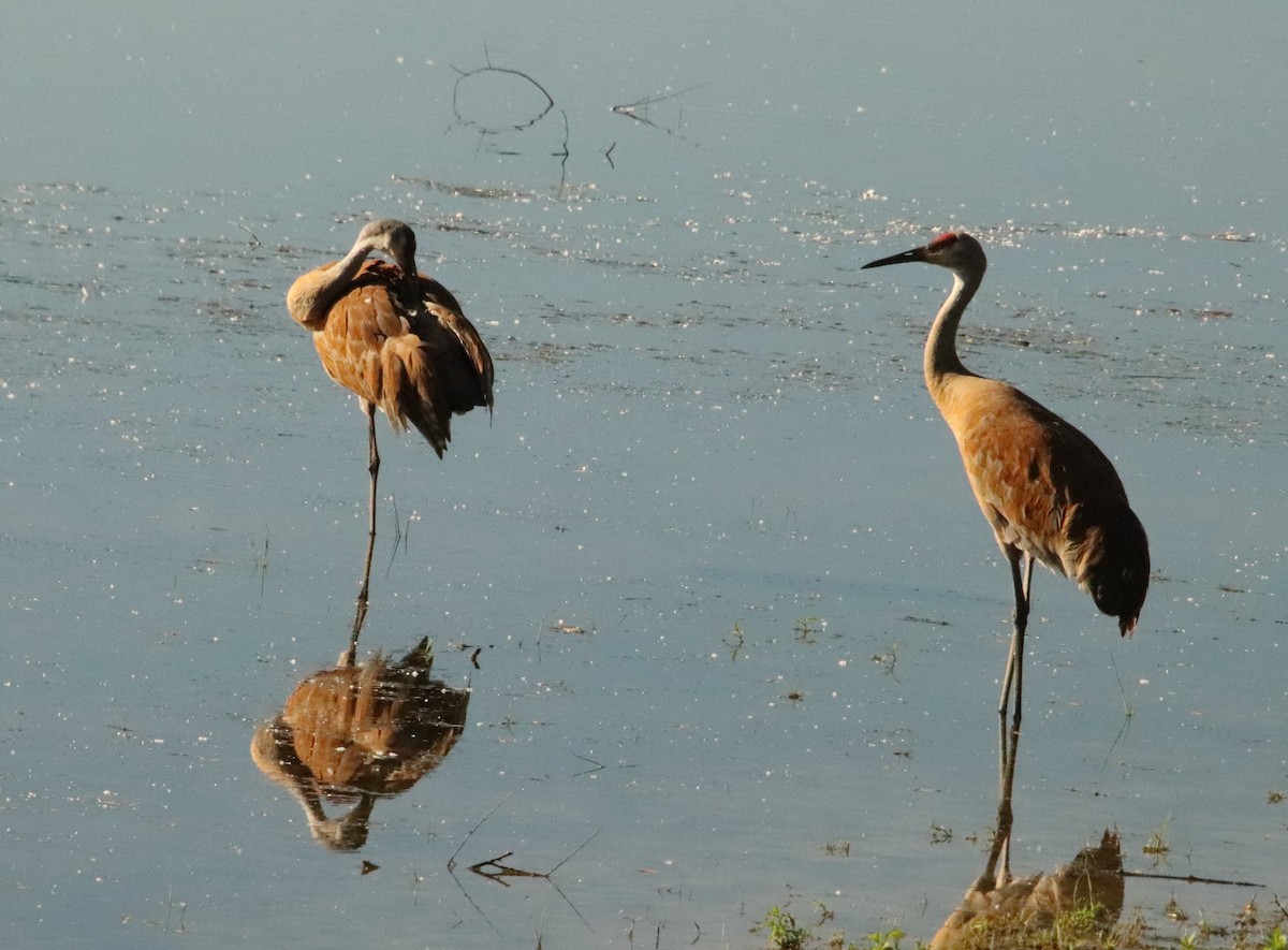 Sandhill Crane - ML620431033