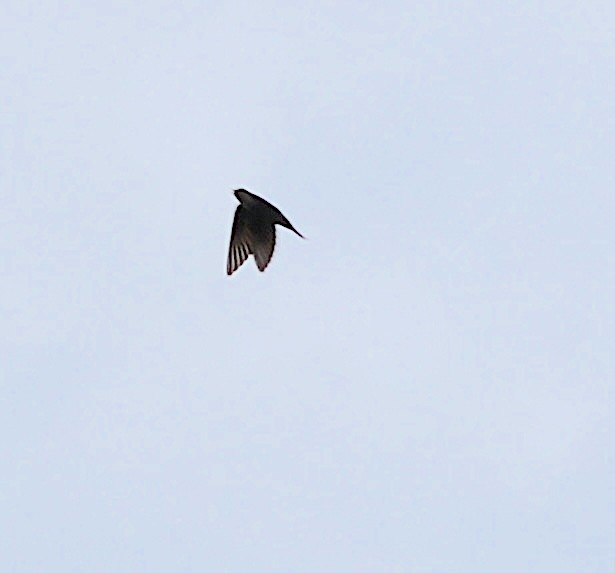 Northern Rough-winged Swallow - ML620431034