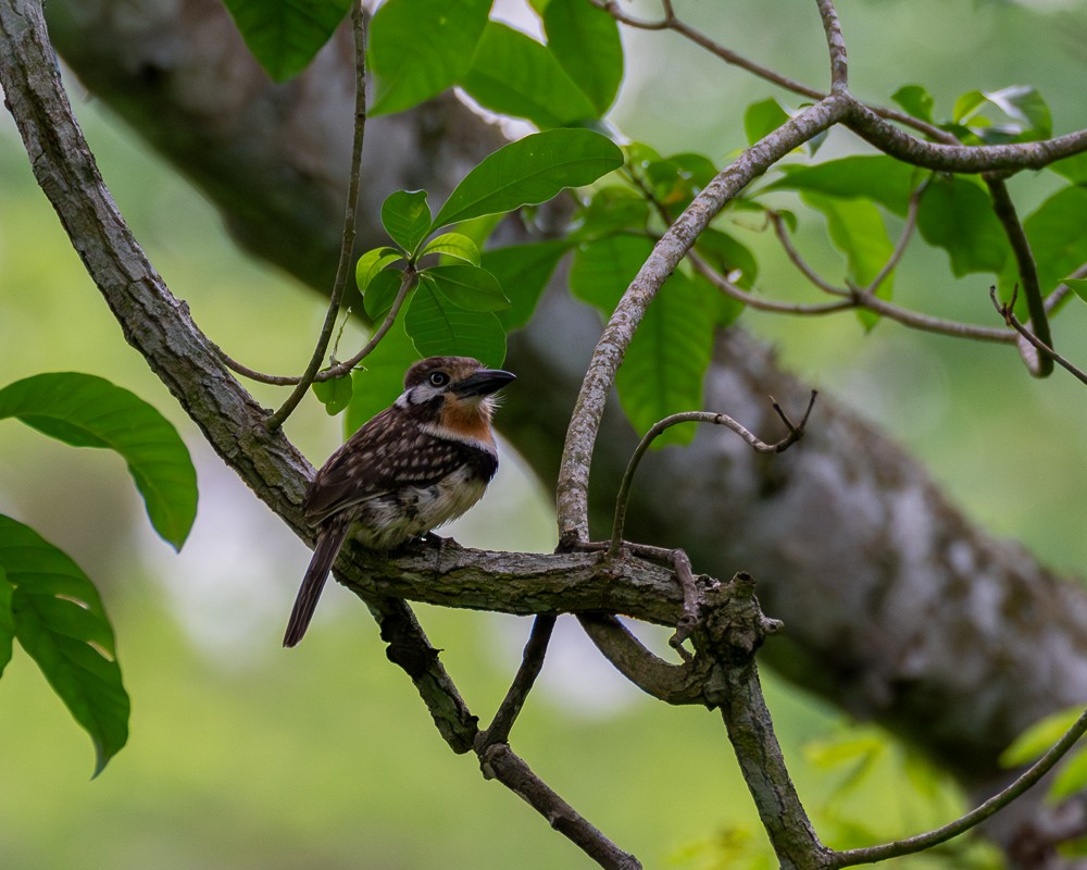 Russet-throated Puffbird - ML620431035