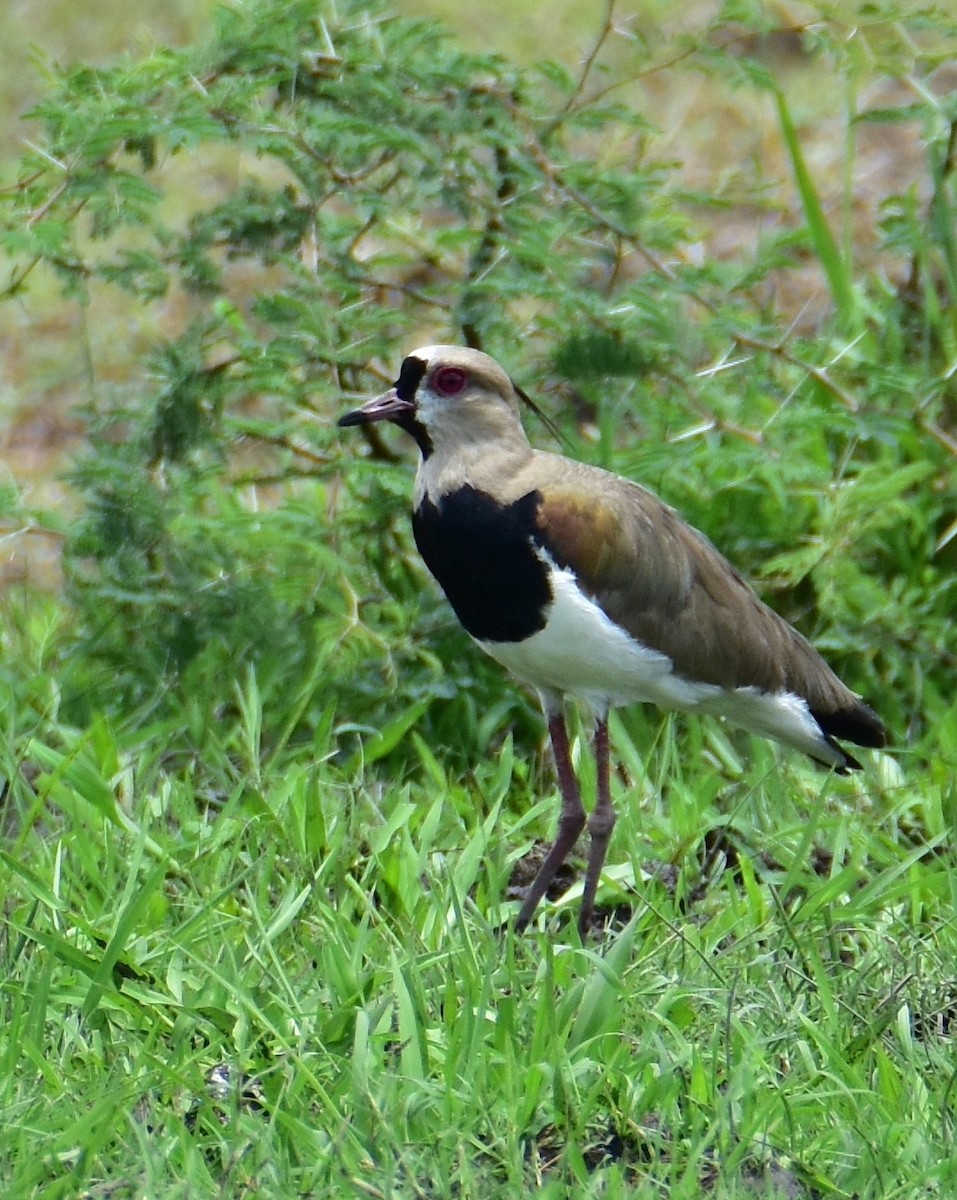 Southern Lapwing - ML620431036