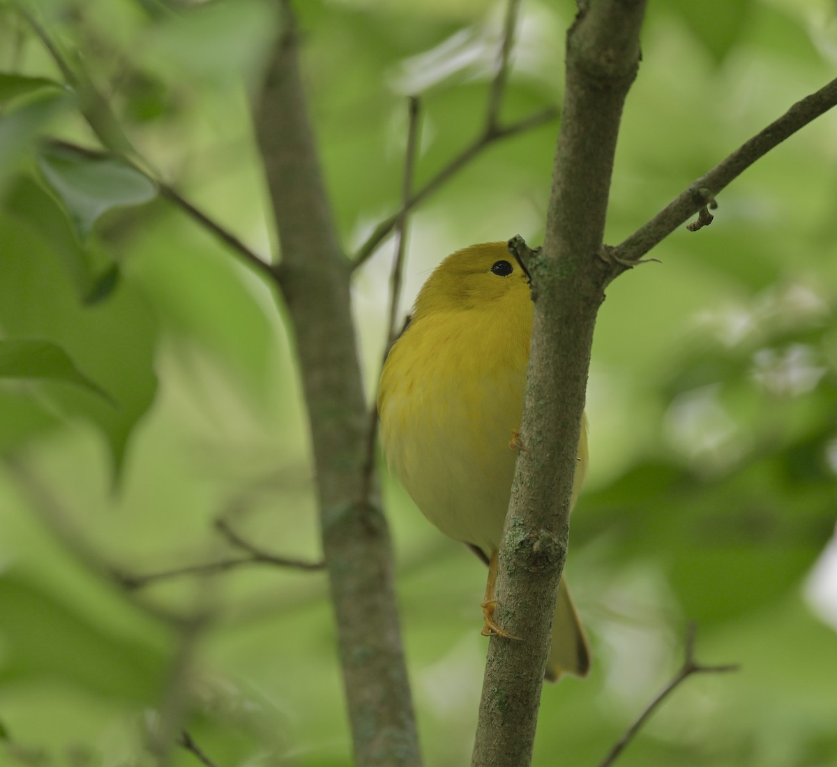 Yellow Warbler - Nui Moreland