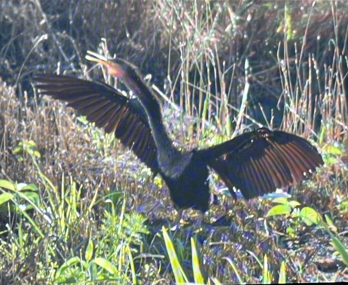 Amerika-Schlangenhalsvogel - ML620431039