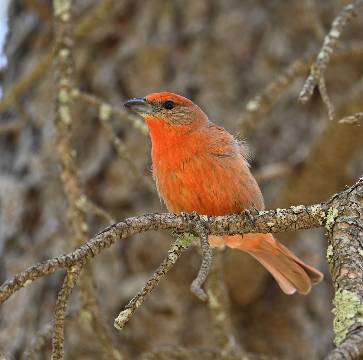 Hepatic Tanager (Northern) - ML620431044