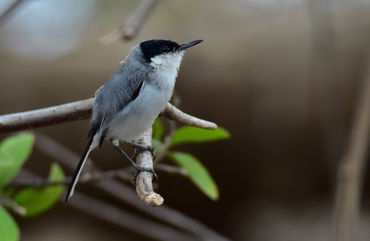 White-lored Gnatcatcher - ML620431046