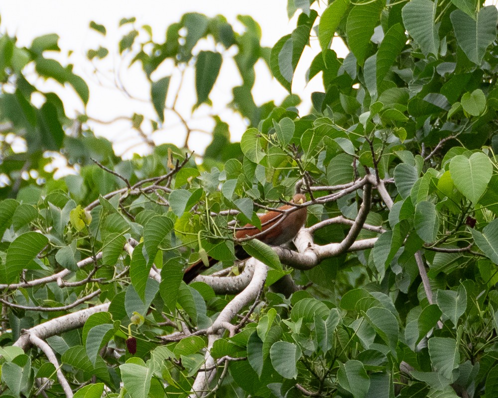 Squirrel Cuckoo - ML620431048