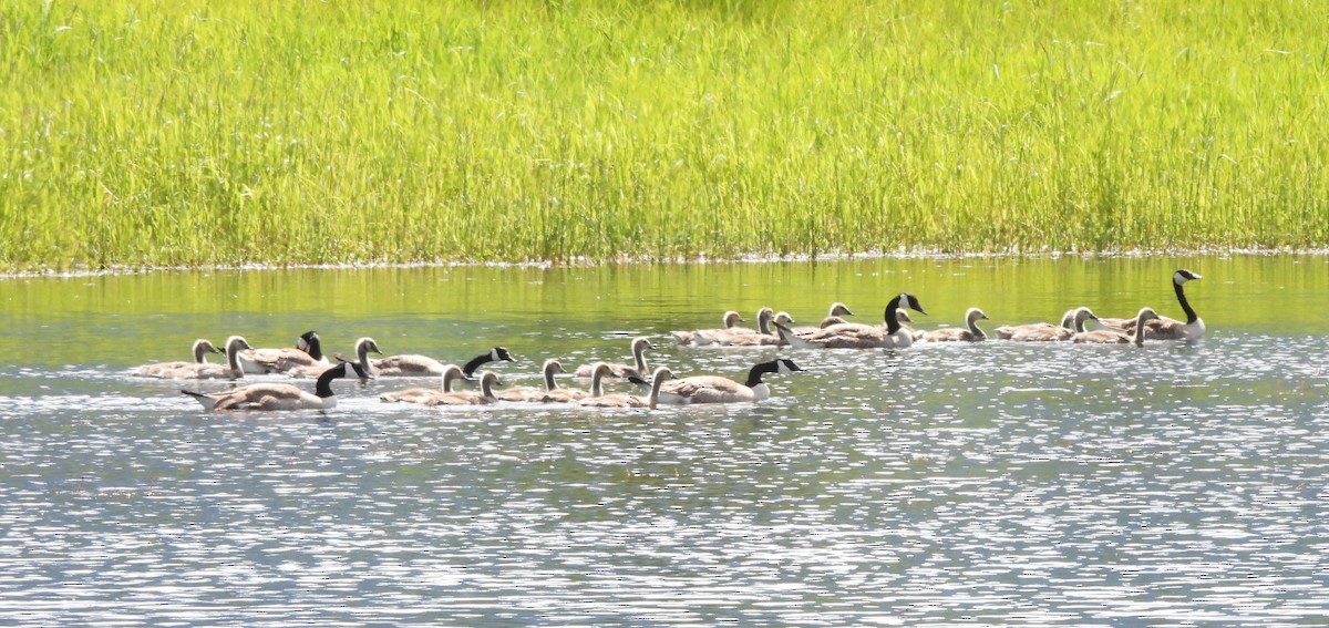 Canada Goose - ML620431049