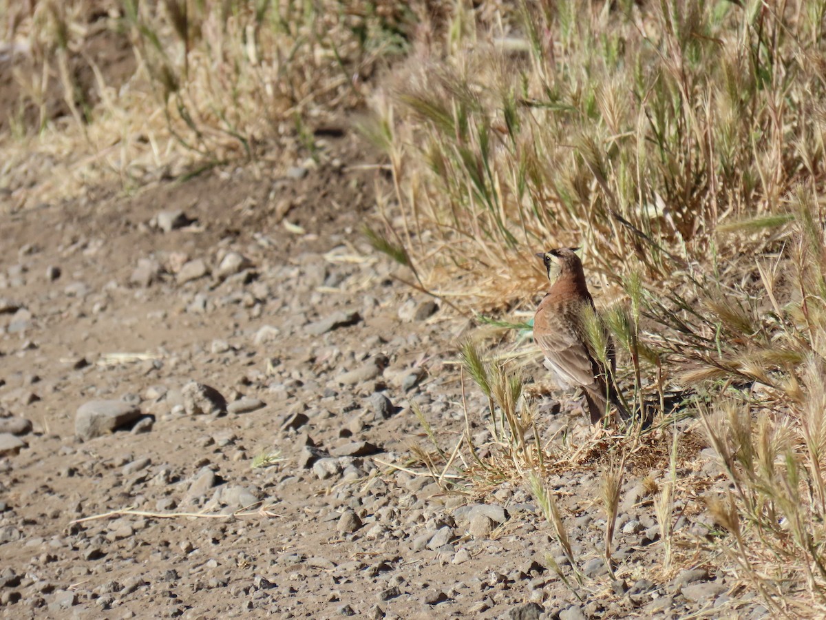 Horned Lark - ML620431051