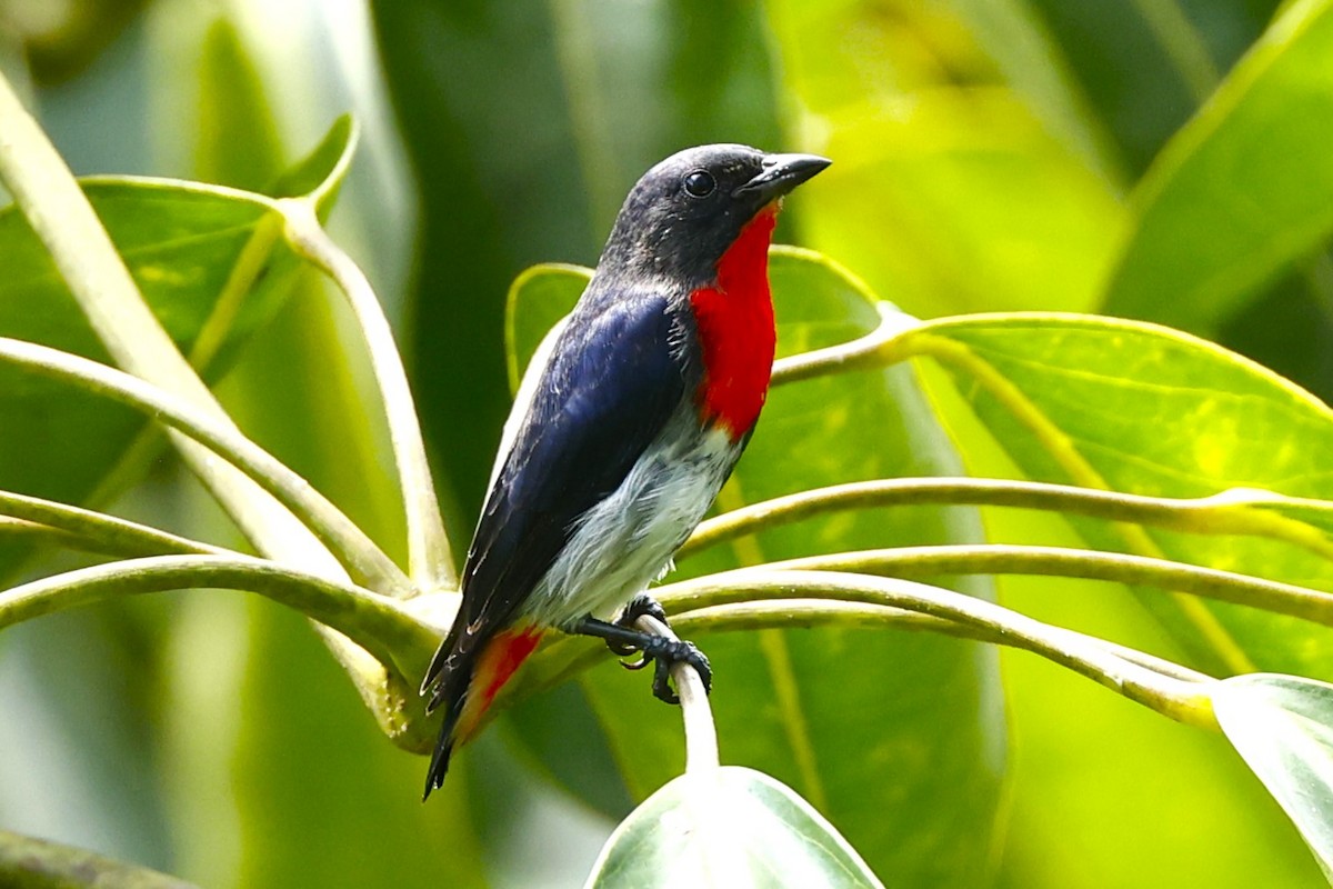 Mistletoebird - ML620431052