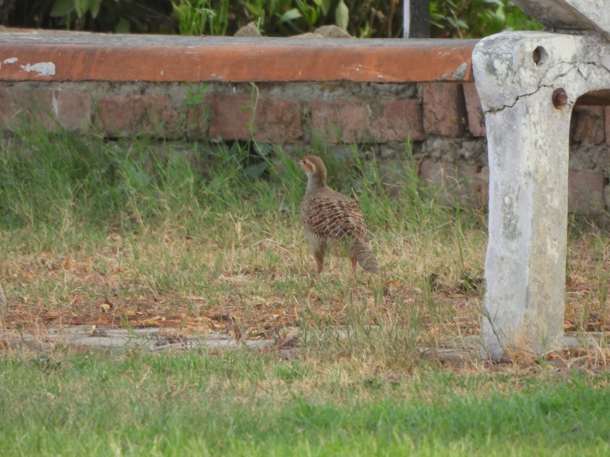 Gray Francolin - ML620431053