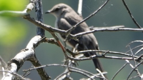 Northern Mockingbird - ML620431054