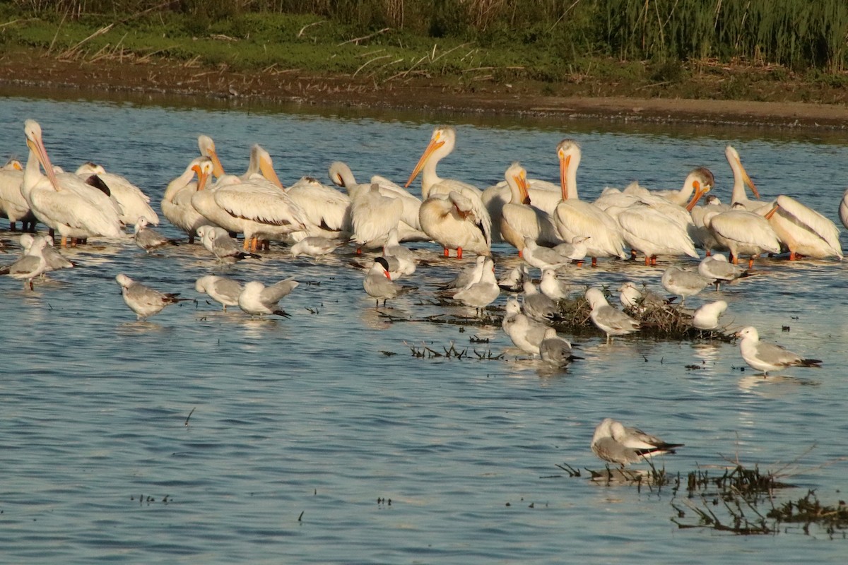 Caspian Tern - ML620431057