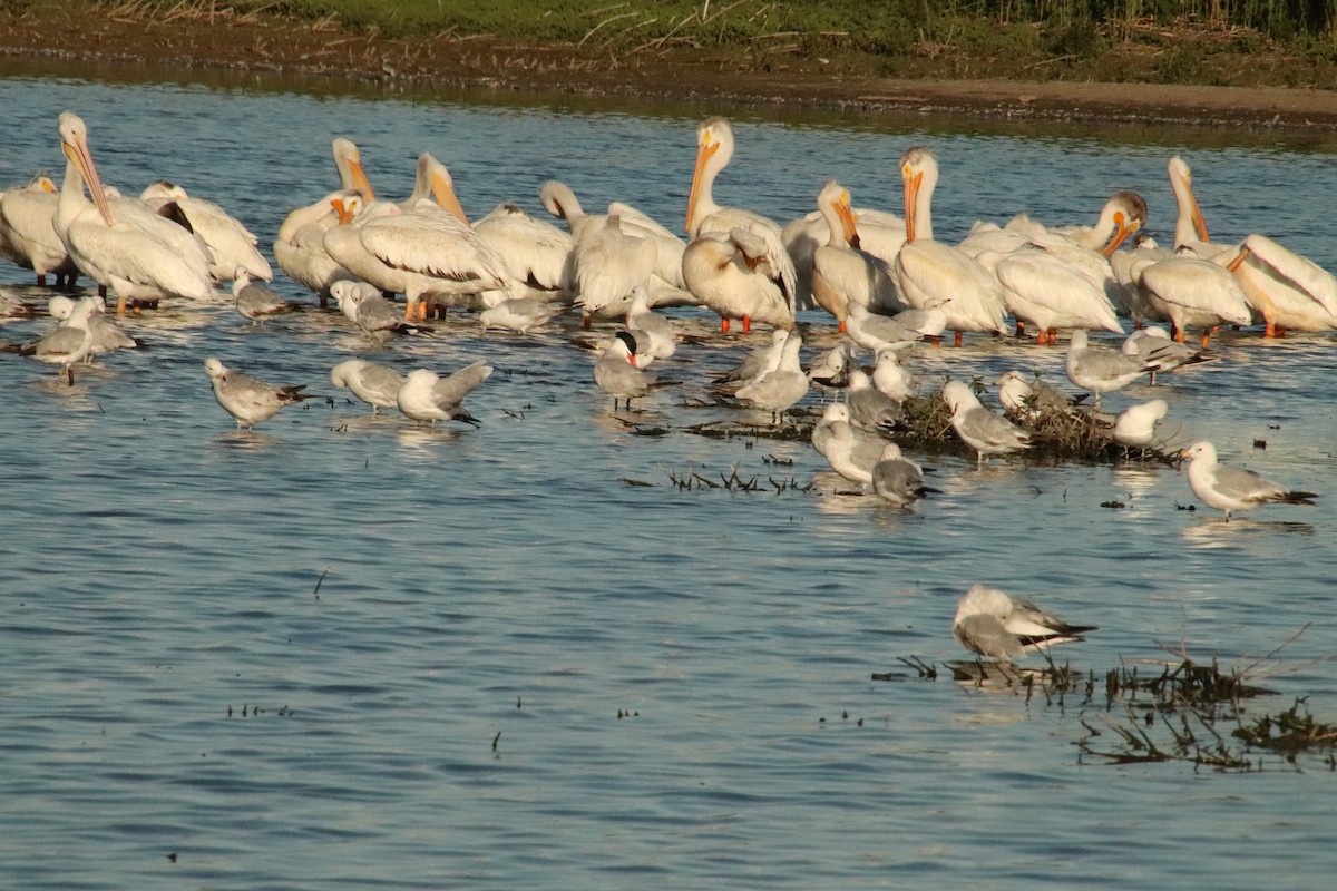 Caspian Tern - ML620431058