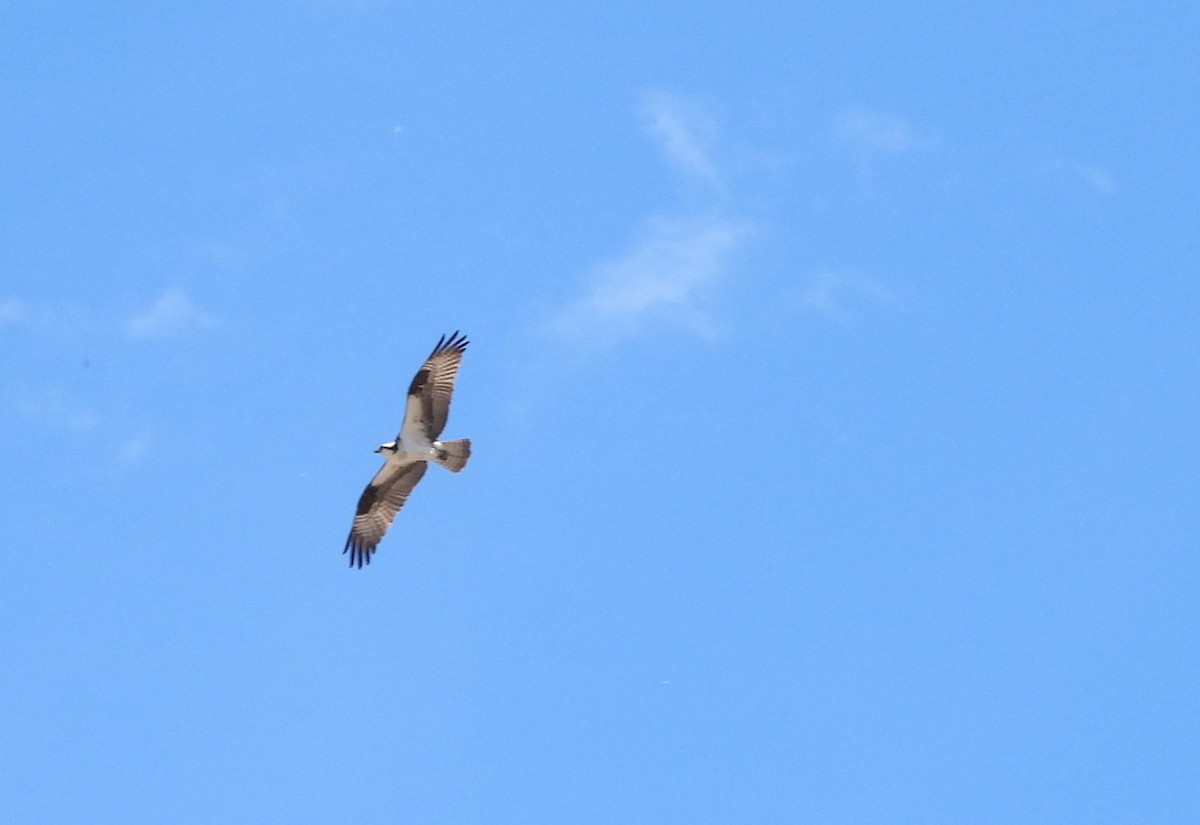 Águila Pescadora - ML620431060