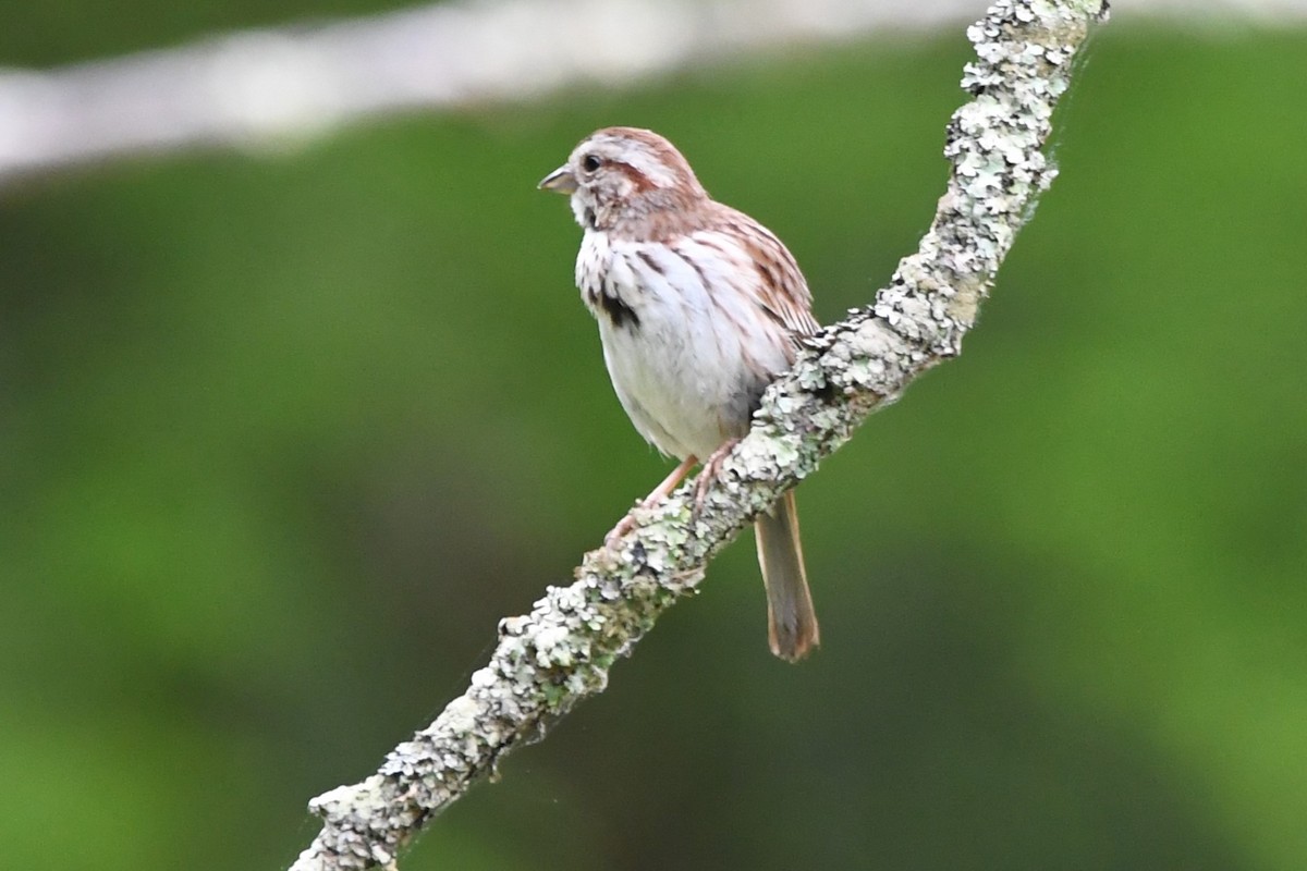 Song Sparrow - Bill Ostrander