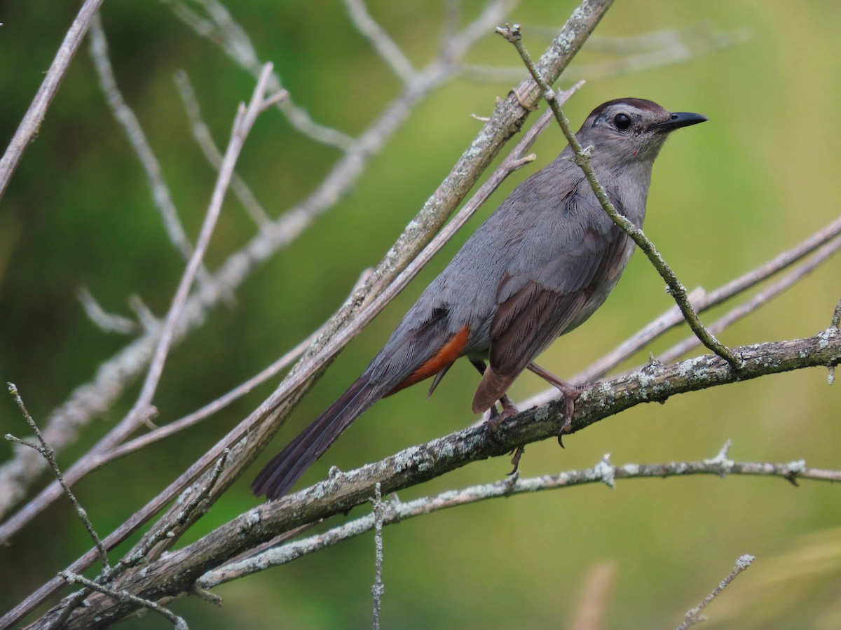 Gray Catbird - ML620431062