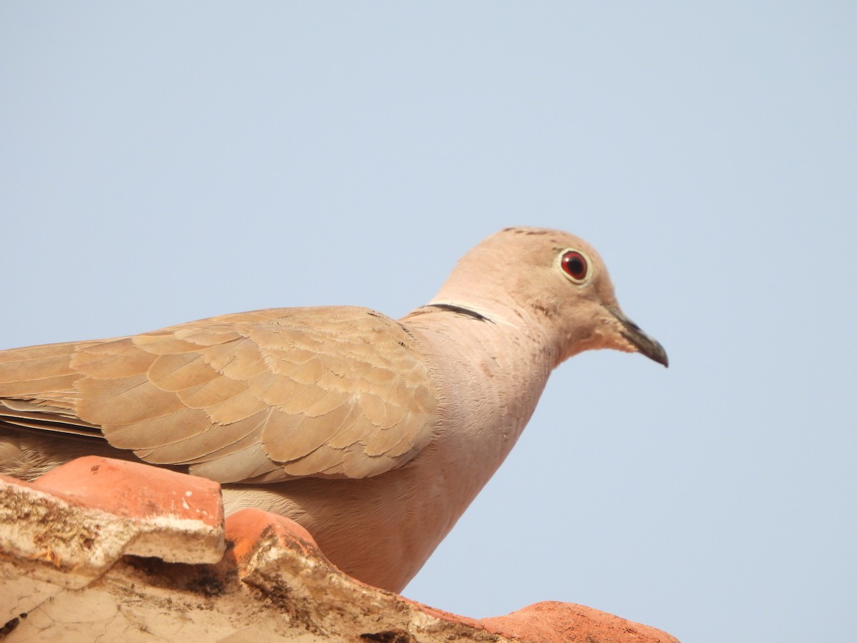 Eurasian Collared-Dove - ML620431063