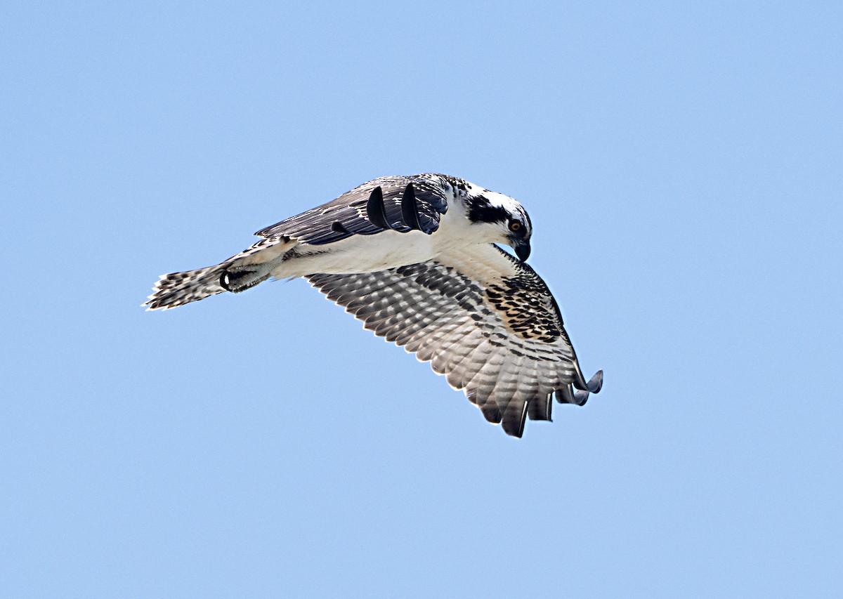 Balbuzard pêcheur - ML620431065