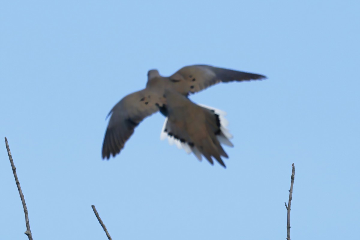 Mourning Dove - ML620431068