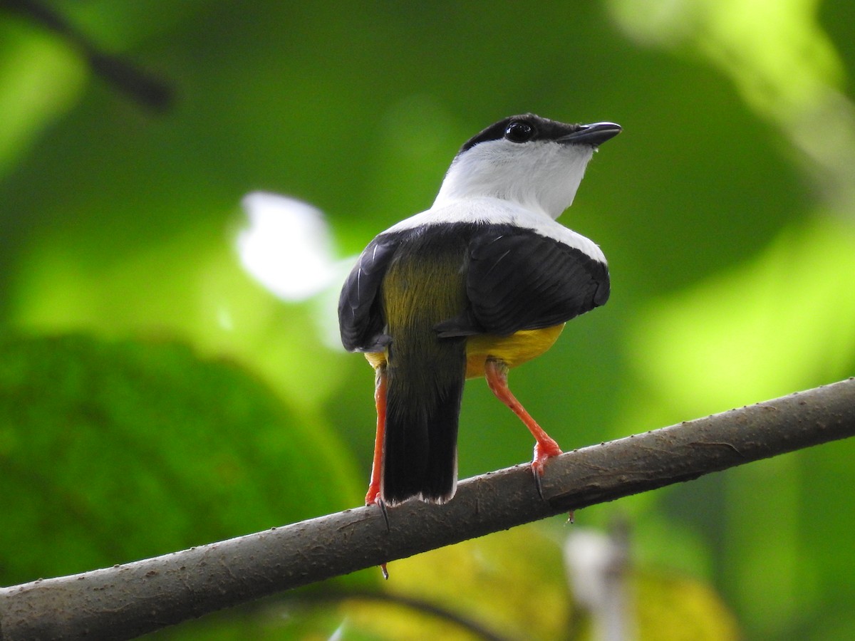 Manakin à col blanc - ML620431071