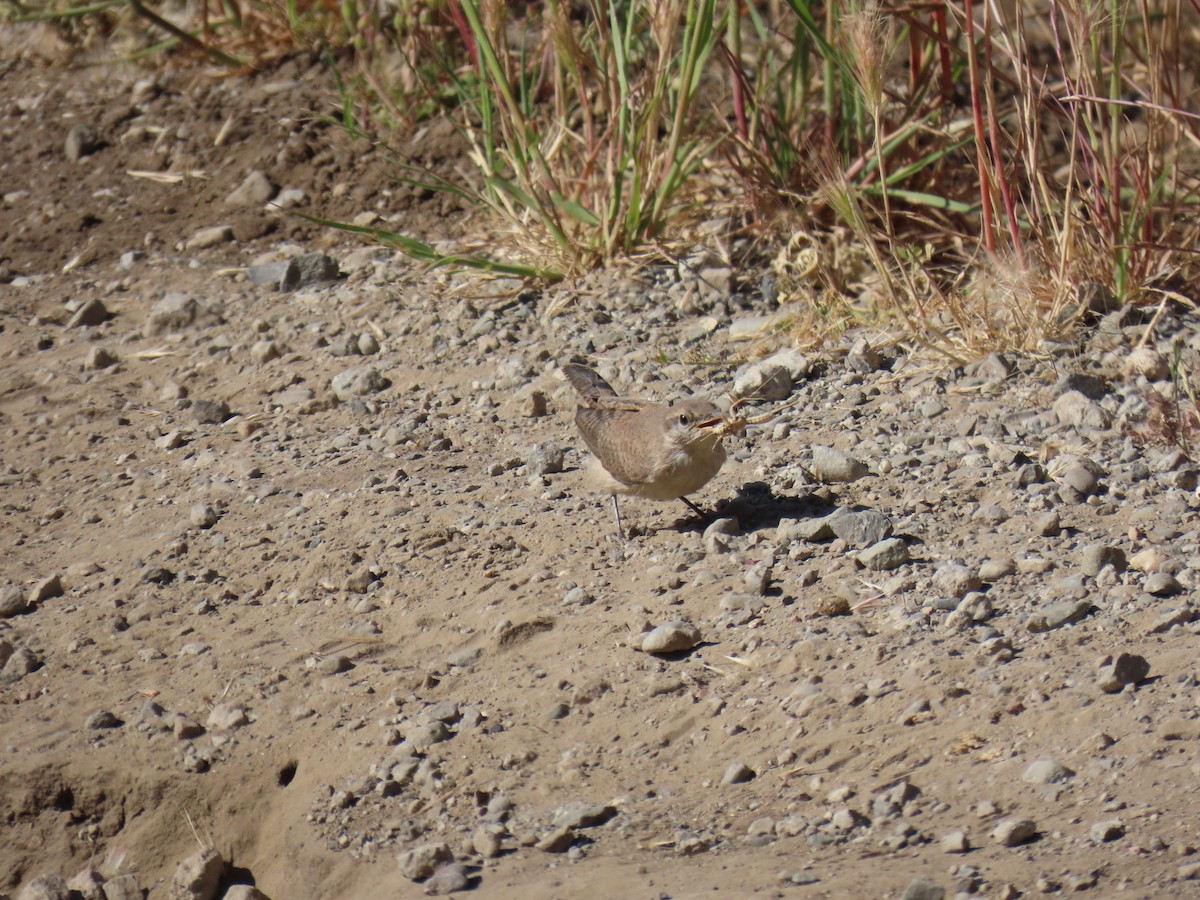 Rock Wren - ML620431075