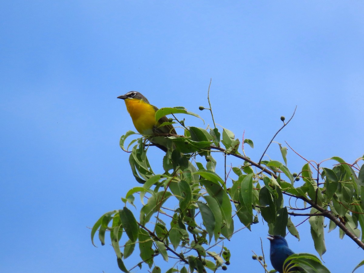 Yellow-breasted Chat - Randy Morgan