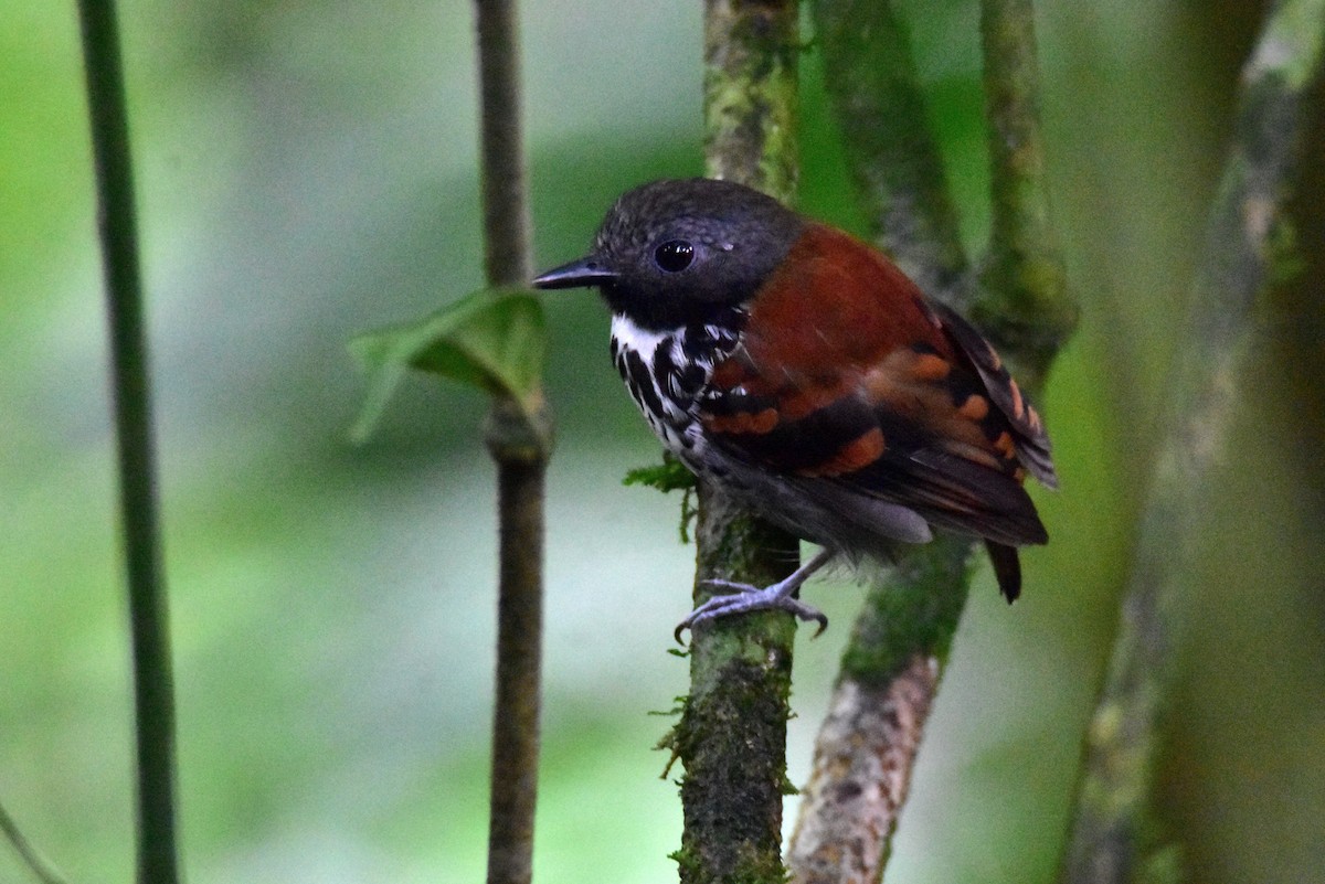 Spotted Antbird - ML620431081