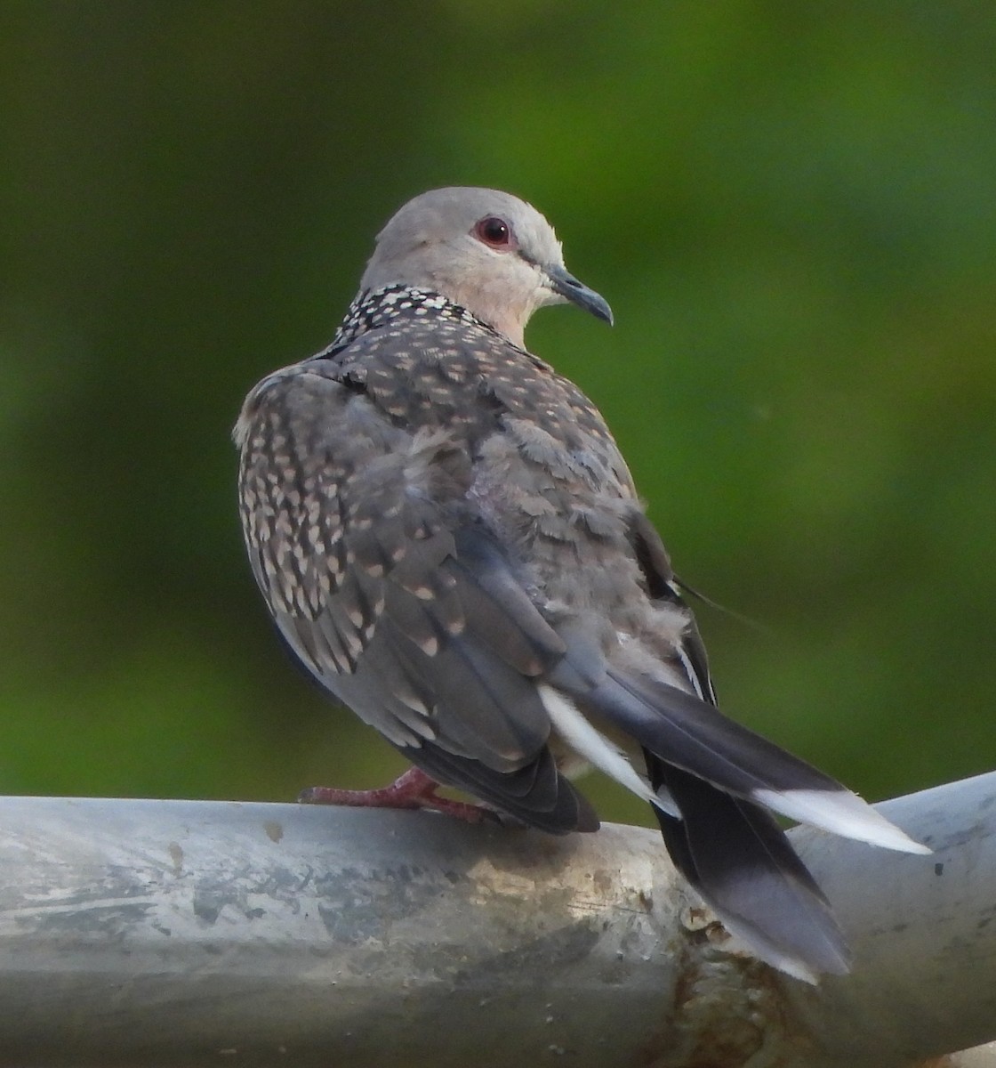 Spotted Dove - ML620431085