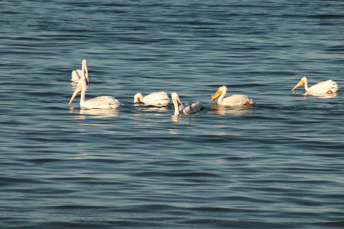 American White Pelican - ML620431086